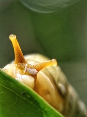 Amphidromus atricallosus