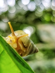 Amphidromus atricallosus