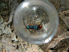 Dinothenarus saphyrinus