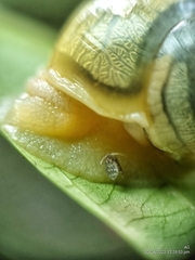 Amphidromus atricallosus