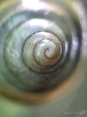 Amphidromus atricallosus