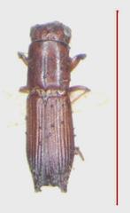 Euplatypus parallelus