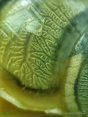 Amphidromus atricallosus