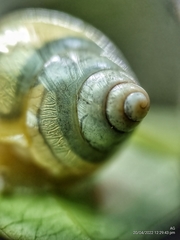 Amphidromus atricallosus