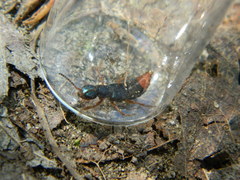 Dinothenarus saphyrinus