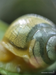 Amphidromus atricallosus