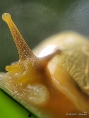 Amphidromus atricallosus