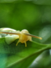 Amphidromus atricallosus