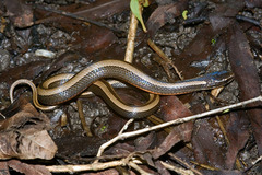 Coniophanes imperialis