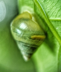 Amphidromus atricallosus