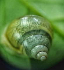 Amphidromus atricallosus