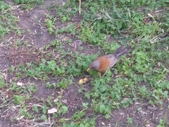 Turdus rufopalliatus