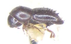 Xyleborus ferox