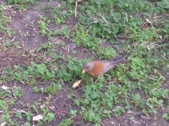 Turdus rufopalliatus