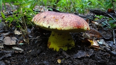 Butyriboletus loyo