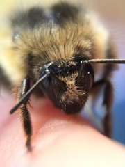 Bombus sitkensis