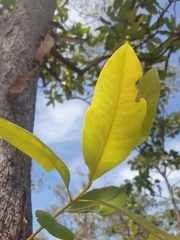 Xanthostemon paradoxus