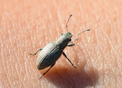 Pantomorus pallidus