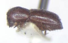 Xyleborus posticus