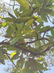 Xanthostemon paradoxus