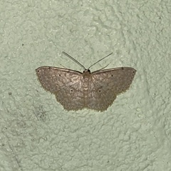 Scopula subquadrata
