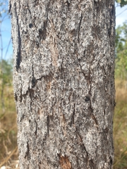 Xanthostemon paradoxus