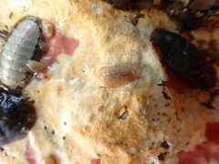 Borniola reniformis
