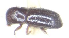 Xyleborus posticus