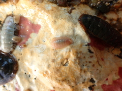 Borniola reniformis