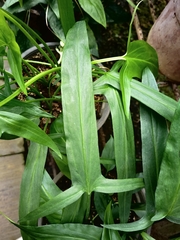 Typhonium flagelliforme