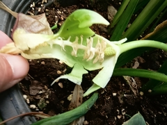 Typhonium flagelliforme