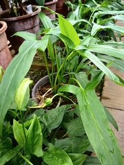 Typhonium flagelliforme