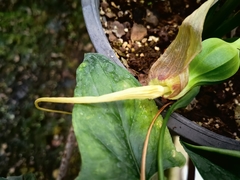 Typhonium flagelliforme