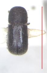 Ambrosiodmus rusticus