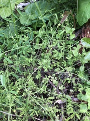 Ranunculus hebecarpus