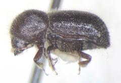 Ambrosiodmus rusticus