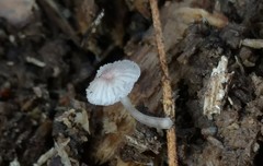 Mycena confinationis