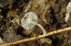 Mycena confinationis