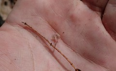 Mycena confinationis