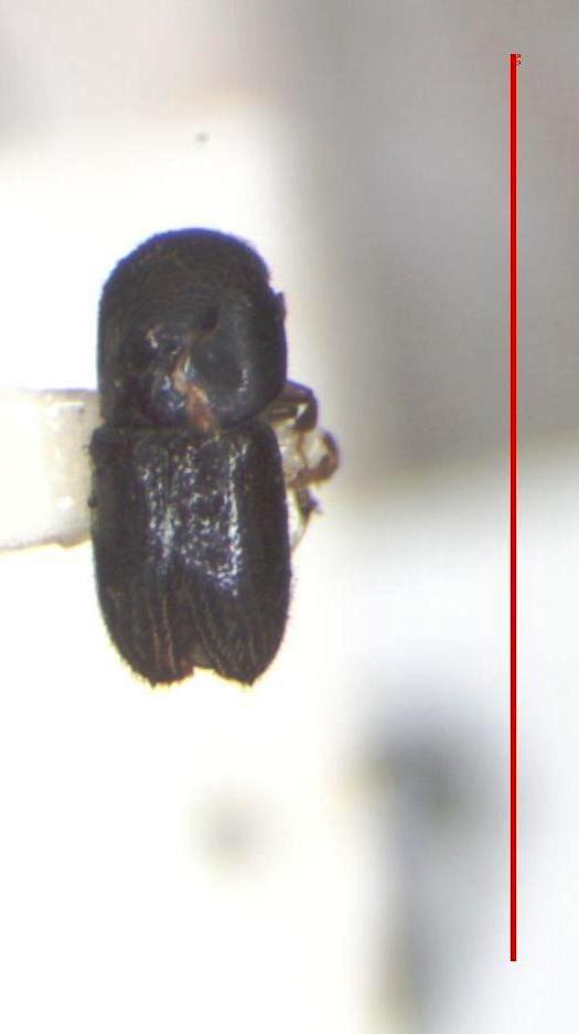 Bark beetle