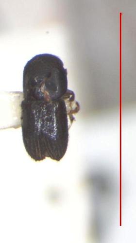 Bark beetle