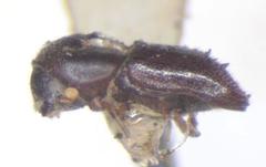 Xyleborus spinulosus