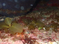 Carpophyllum flexuosum