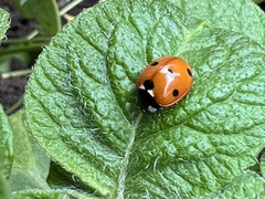Coccinella septempunctata