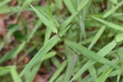 Dichanthelium microcarpon