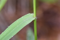Dichanthelium microcarpon