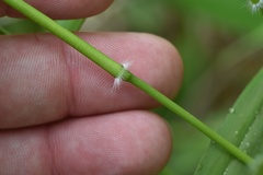 Dichanthelium microcarpon