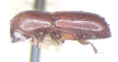 Xyleborus macer