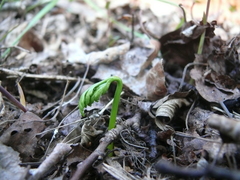 Botrychium lanceolatum