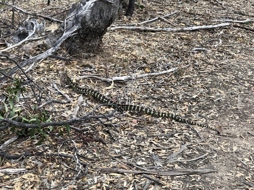 Carpet Python, Onkaparinga River National Park, Onkaparinga Hills, SA, AU, photo 10 of 10